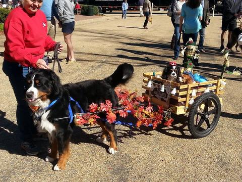 2014 HOWL-O-WEEN Walk Photo 3