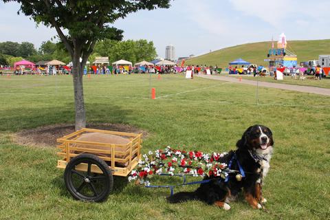 Most popular dog breed rankings are released. Many fans are not happy. -  CBS News