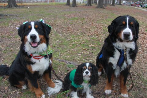 2016 St Patricks Day Parade