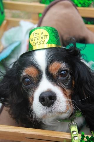 2016 St Patricks Day Parade