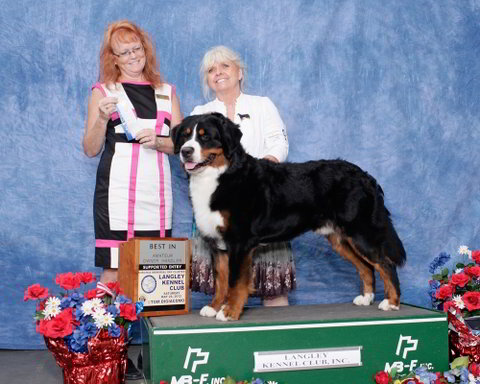 Kennel Club Puppies on Langley Kennel Club Dog Show 2012