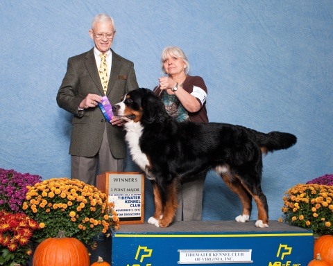 Tidewater Kennel Club and Virginia Beach Kennel Club All-Breed Dog Show 2012