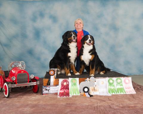 2016 Bernese Mountain Dog Club of America Dog Show:  Title Holder Awards