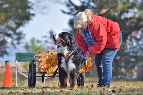 2018 Bernese Mountain Dog Club of Hampton Roads Open Draft Trial for Chevy