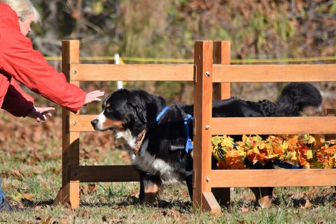 2018 Bernese Mountain Dog Club of Hampton Roads Open Draft Trial for Chevy