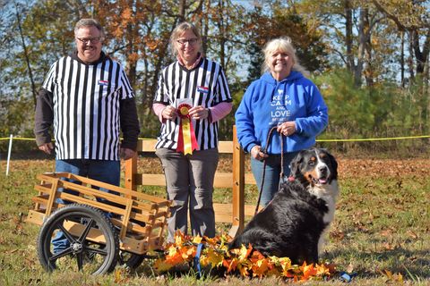 2018 Bernese Mountain Dog Club of Hampton Roads Open Draft Trial for Chevy