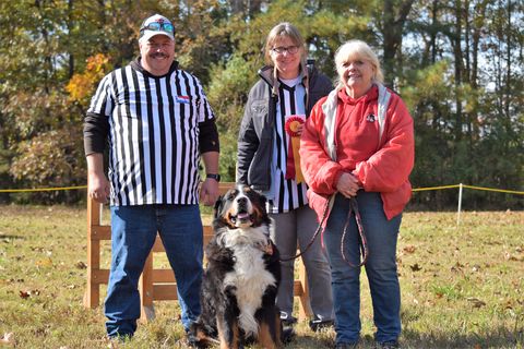 2018 Bernese Mountain Dog Club of Hampton Roads Open Draft Trial for Chevy