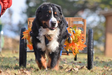 2018 Bernese Mountain Dog Club of Hampton Roads Open Draft Trial for Chevy