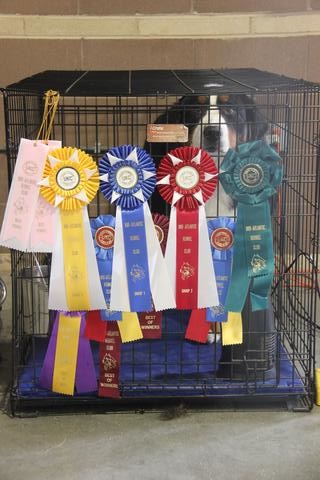 2015 Mid Atlantic Kennel Club Dog Show:  Multiple Awards!