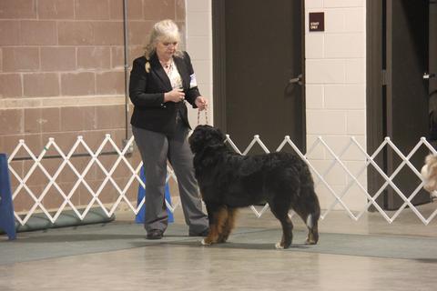 2015 Mid Atlantic Kennel Club Dog Show:  In Ring