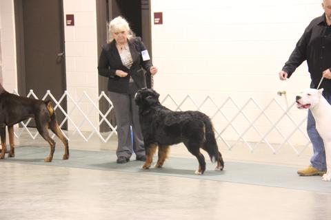 2015 Mid Atlantic Kennel Club Dog Show:  In Ring