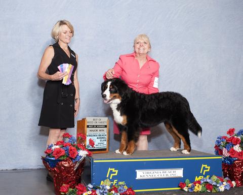 Optimisme en anden Fancy 2015 Virginia Beach Kennel Club Dog Show Win