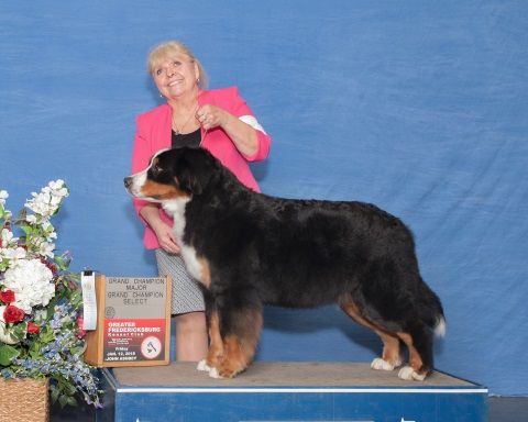 2018 Charlottesville-Albemarle Kennel Club Dog Show Grand Champion Select for Destiny