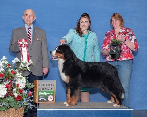 2018 Charlottesville-Albemarle Kennel Club Dog Show Best of Opposite Award for Destiny