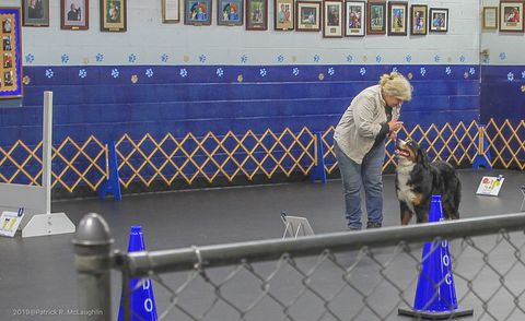 2019 Richmond Dog Obedience Club 2nd Rally Advanced for Destiny