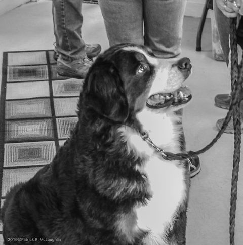 2019 Richmond Dog Obedience Club Destiny in Profile
