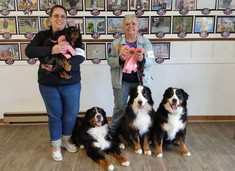 2019 Merrimac Dog Training Club Dog Show | First Place:  392 out of 400 in Team Rally