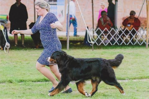 2016 Bernese Mountain Dog Club of America Dog Show:  Title Holder Awards