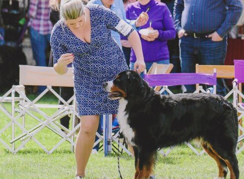 2016 Bernese Mountain Dog Club of America Dog Show:  Title Holder Awards