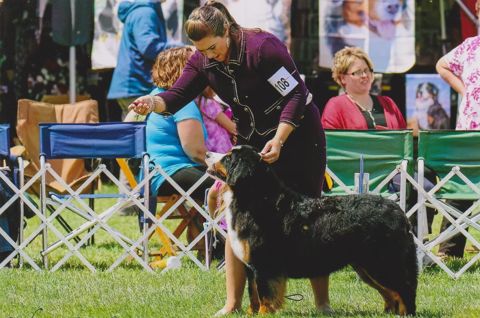 2016 Bernese Mountain Dog Club of America Dog Show:  Title Holder Awards