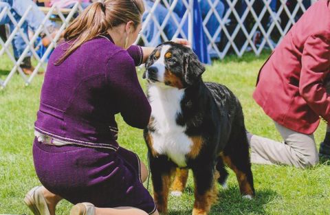 2016 Bernese Mountain Dog Club of America Dog Show:  Title Holder Awards