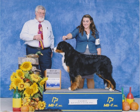 2016 Talbot Kennel Club Dog Show:  Best of Breed